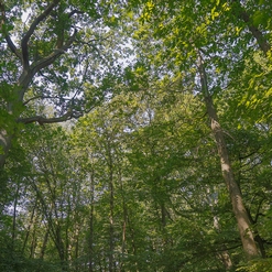 FULLATGE AL BOSC  Aout 2018