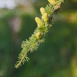 BROTS RENAIXENT  Aout 2018