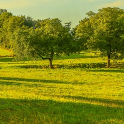PATURE MAVACHE  Aout 2018