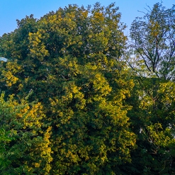 ARBRE MAJESTUEUX  Aout 2018