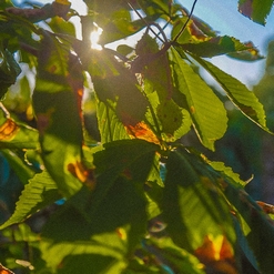 MARRONNIER VERT  Aout 2018