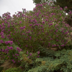 FLEURS EXAGEREES  Aout 2021