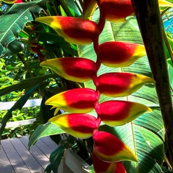 FLEUR DU DRAGON  Aout 2021