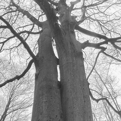 ARBRE AMOUREUX  Decembre 2016