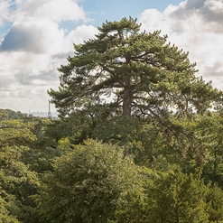 CHENE AU DESSUS  Aout 2017