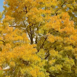ARBRE D'AUTOMNE  Aout 2017
