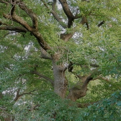 ROURE DE LO MAS  Aout 2021