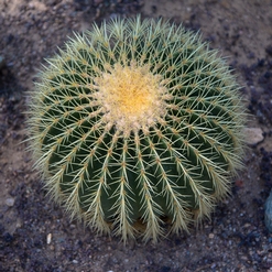 COUSSIN DU FAKIR  Aout 2021