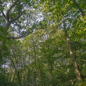 FULLATGE AL BOSC Aout 2018