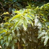 FEUILLE DENTELLE Aout 2018