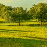 PATURE MAVACHE Aout 2018