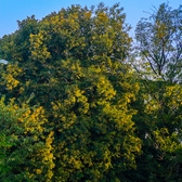 ARBRE MAJESTUEUX Aout 2018