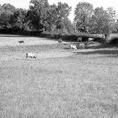 PATURE DE MEUH Aout 2017