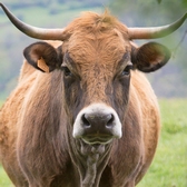 TETE DE MAVACHE Aout 2021