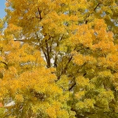 ARBRE D'AUTOMNE Aout 2017