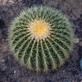 COUSSIN DU FAKIR Aout 2021