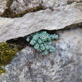 GRASSE MODESTE Aout 2021