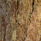 LO PELL DE ROURE Aout 2018